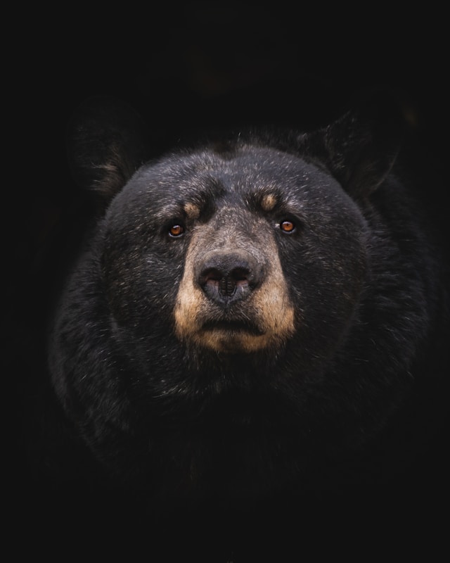 Bear<br />
